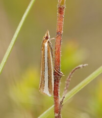 Corynophora lativittalis