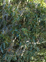Quercus stenophylloides