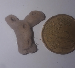 Porifera