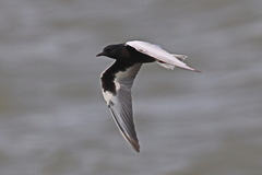 Chlidonias leucopterus