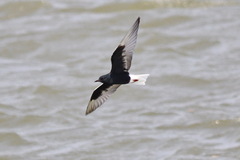 Chlidonias leucopterus