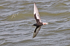 Chlidonias leucopterus