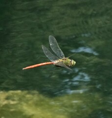 Anax longipes