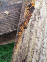 Dacrymyces stillatus