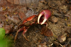 Minuca ecuadoriensis