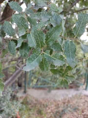 Quercus coccifera