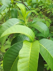 Tabernaemontana elegans