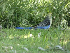 Platycercus elegans flaveolus