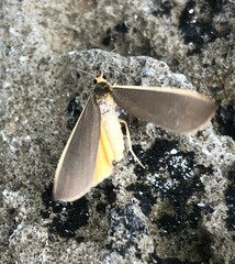 Palaeosia bicosta