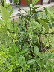 Citrus hystrix
