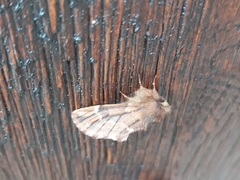 Ptilophora plumigera