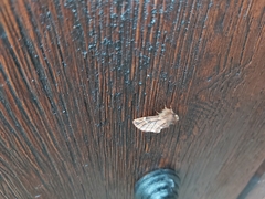 Ptilophora plumigera