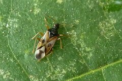 Anthocoris