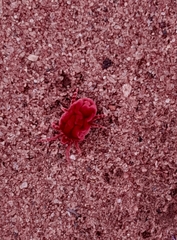 Dinothrombium