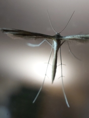 Pterophoroidea