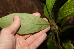 Litsea australis