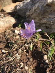 Crocus serotinus
