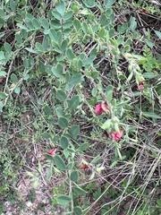 Indigofera mysorensis