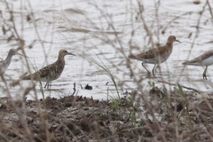 Calidris pugnax