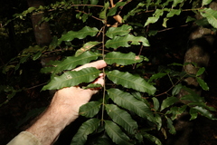 Cupaniopsis newmanii