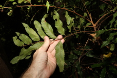 Cupaniopsis newmanii