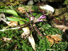 Cardamine glanduligera
