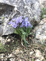 Iris planifolia