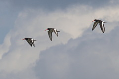 Haematopus ostralegus