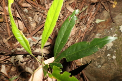 Elaeocarpus kirtonii