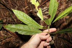 Elaeocarpus kirtonii