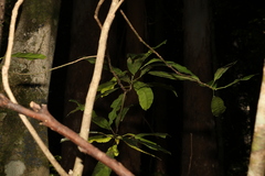 Elaeocarpus kirtonii