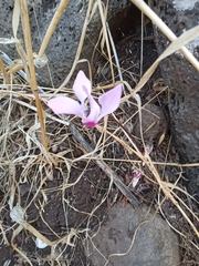 Cyclamen persicum