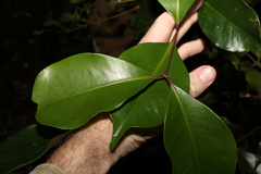 Syzygium crebrinerve