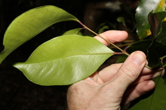 Syzygium crebrinerve