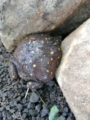 Hemisus guttatus
