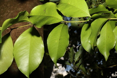 Syzygium crebrinerve