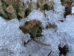 Cladonia chlorophaea