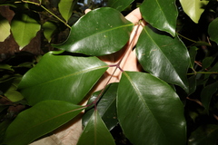 Syzygium crebrinerve