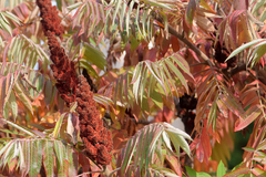 Rhus