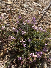 Tetratheca bauerifolia