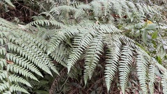 Microlepia nepalensis