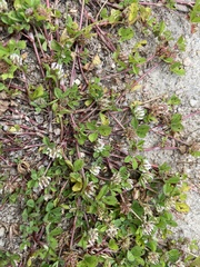 Trifolium glomeratum