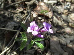 Cardamine glanduligera