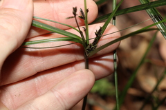 Cyperus tetraphyllus