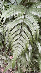 Microlepia nepalensis