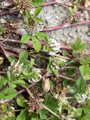 Trifolium glomeratum
