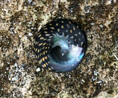 Chlorodiloma odontis