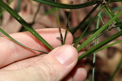 Cyperus tetraphyllus