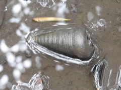 Telescopium telescopium