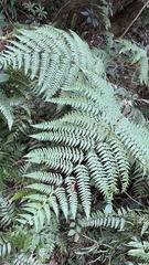 Microlepia nepalensis